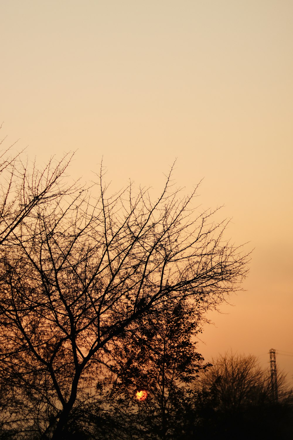 the sun is setting behind a tree with no leaves