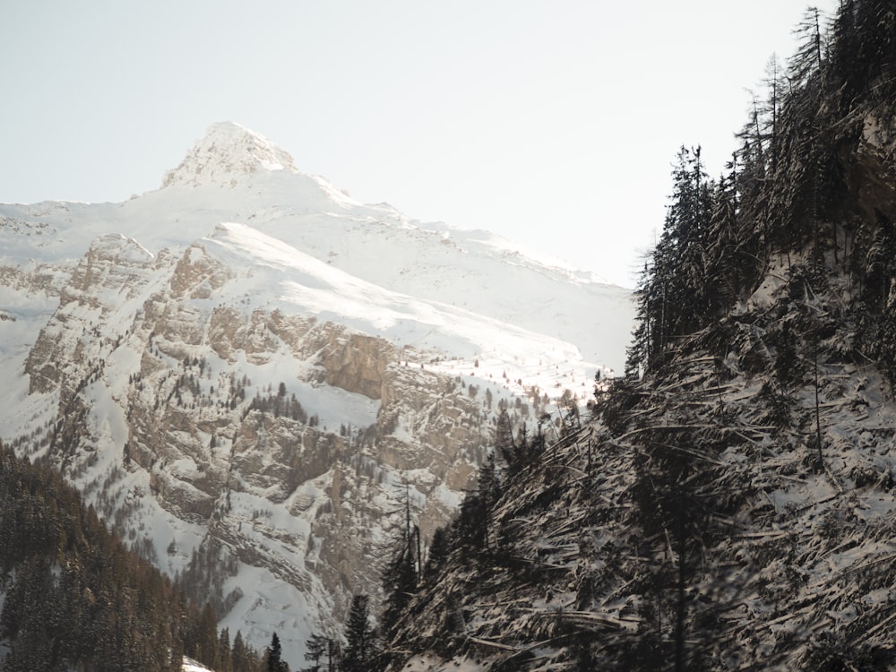 a snow covered mountain with trees in the foreground