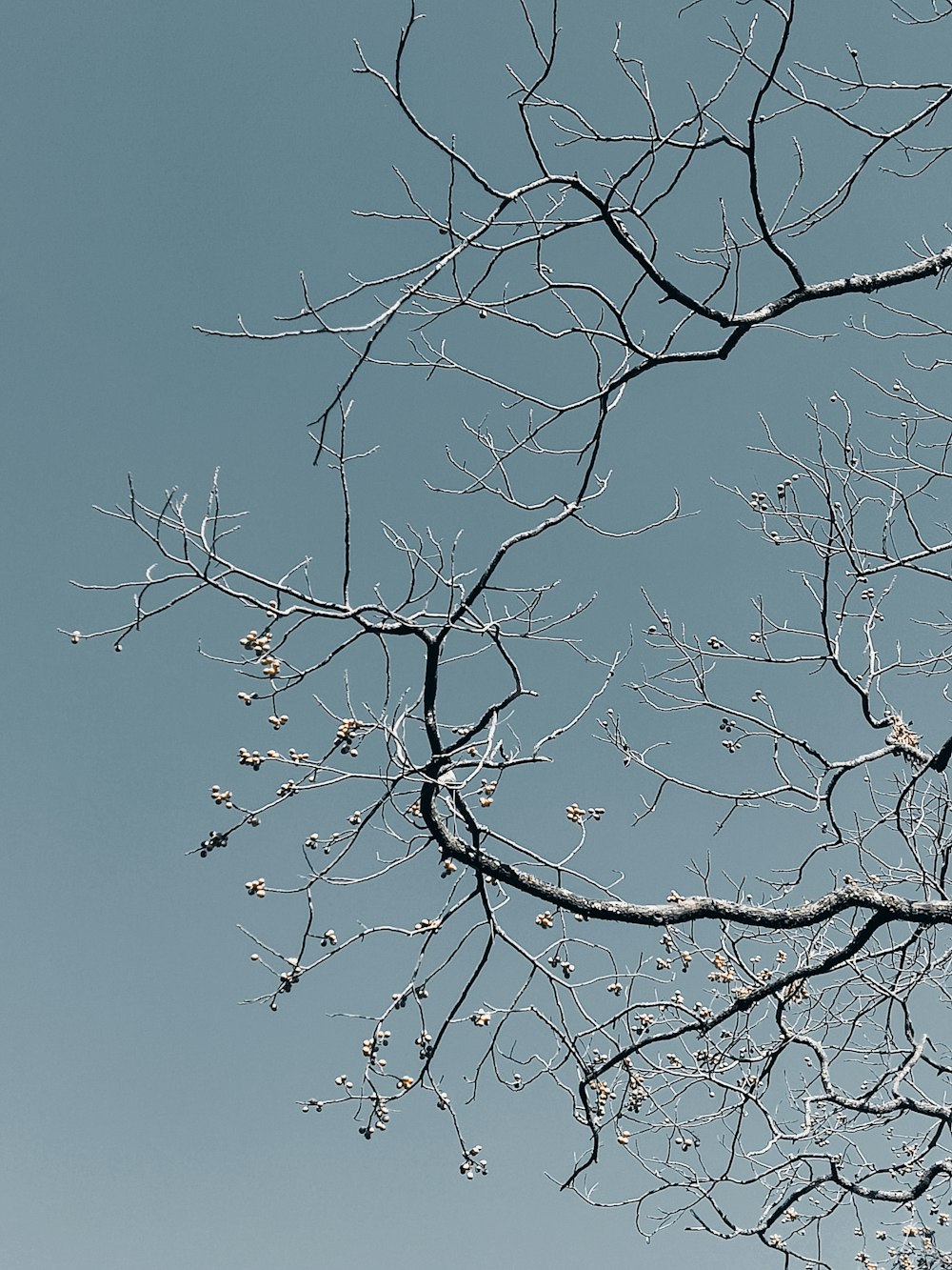 las ramas de un árbol sin hojas