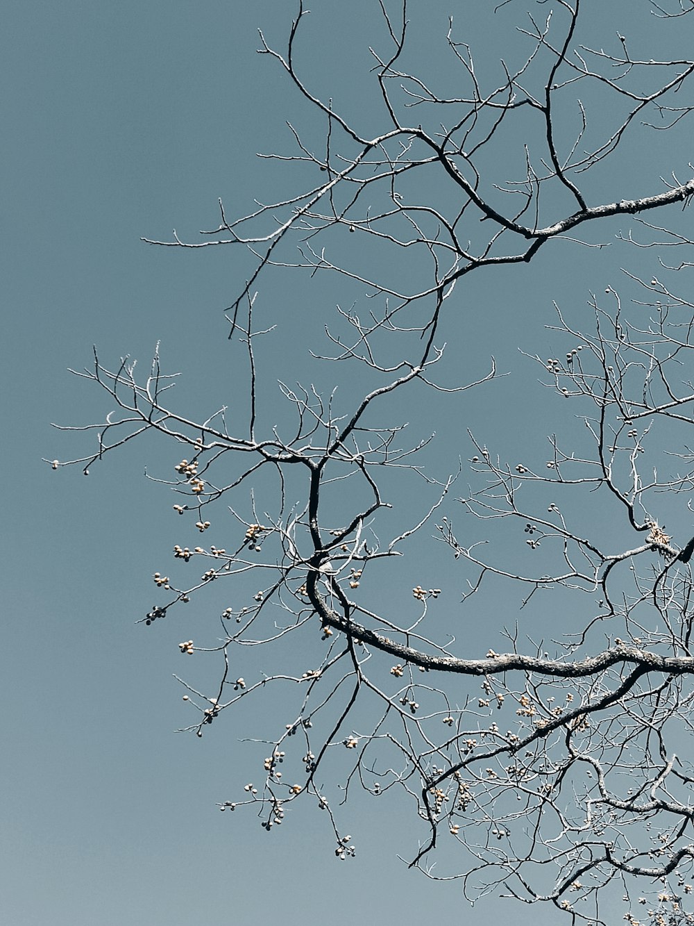 the branches of a tree with no leaves