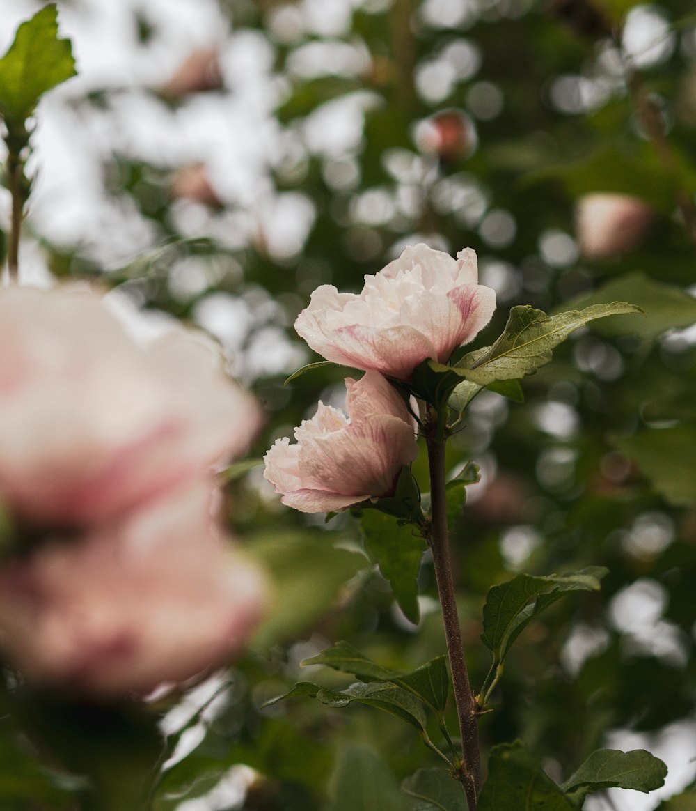 a close up of a pink flower on a tree