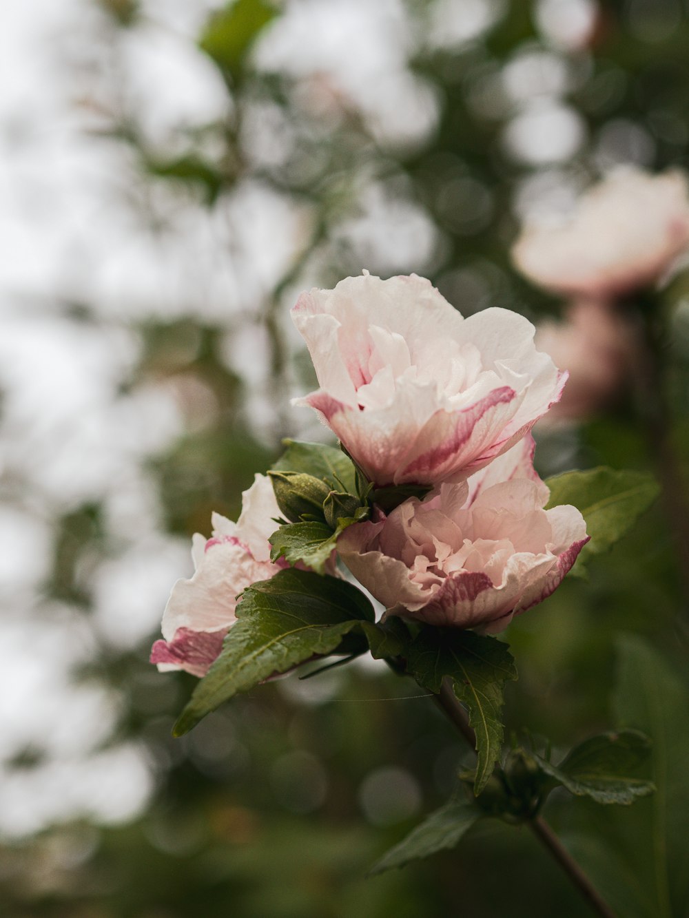 a pink flower is blooming on a tree branch