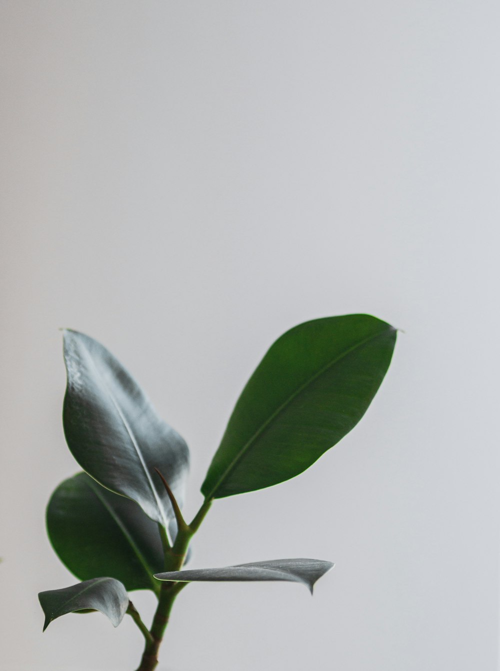 a plant in a vase with a white wall in the background