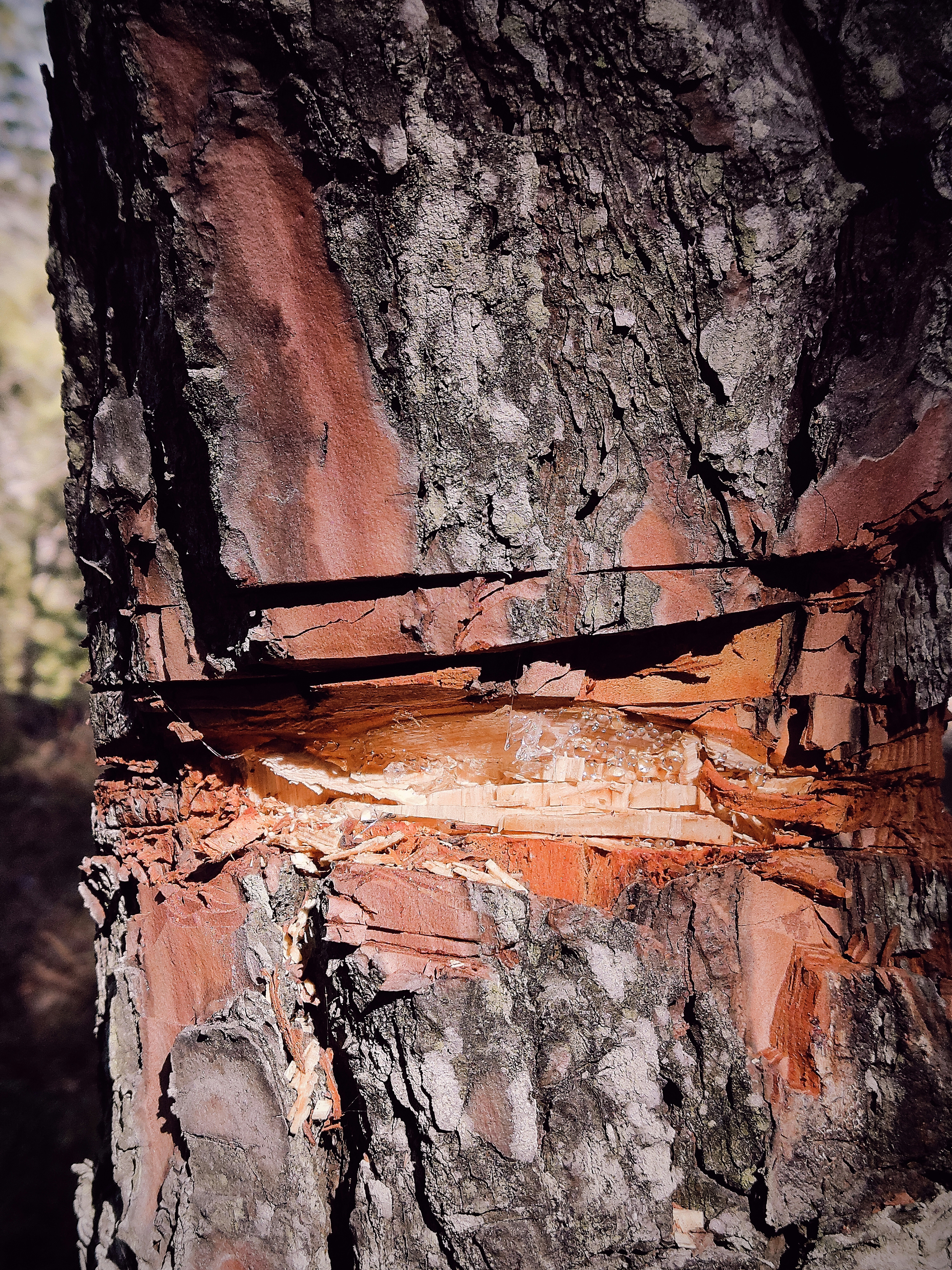 a close up of a tree trunk with peeling paint