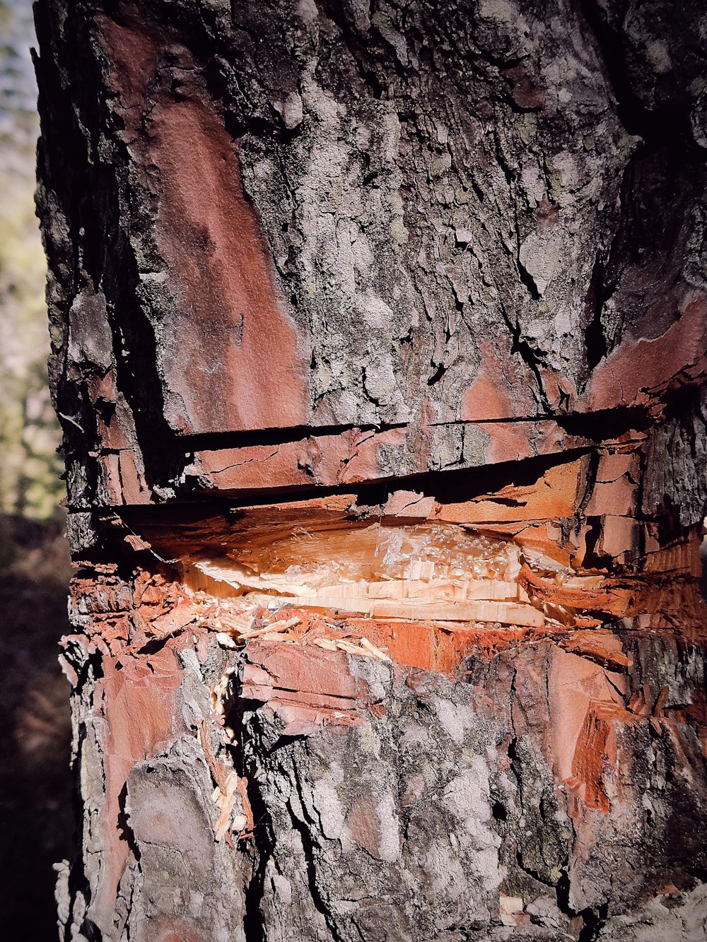 a close up of a tree trunk with peeling paint