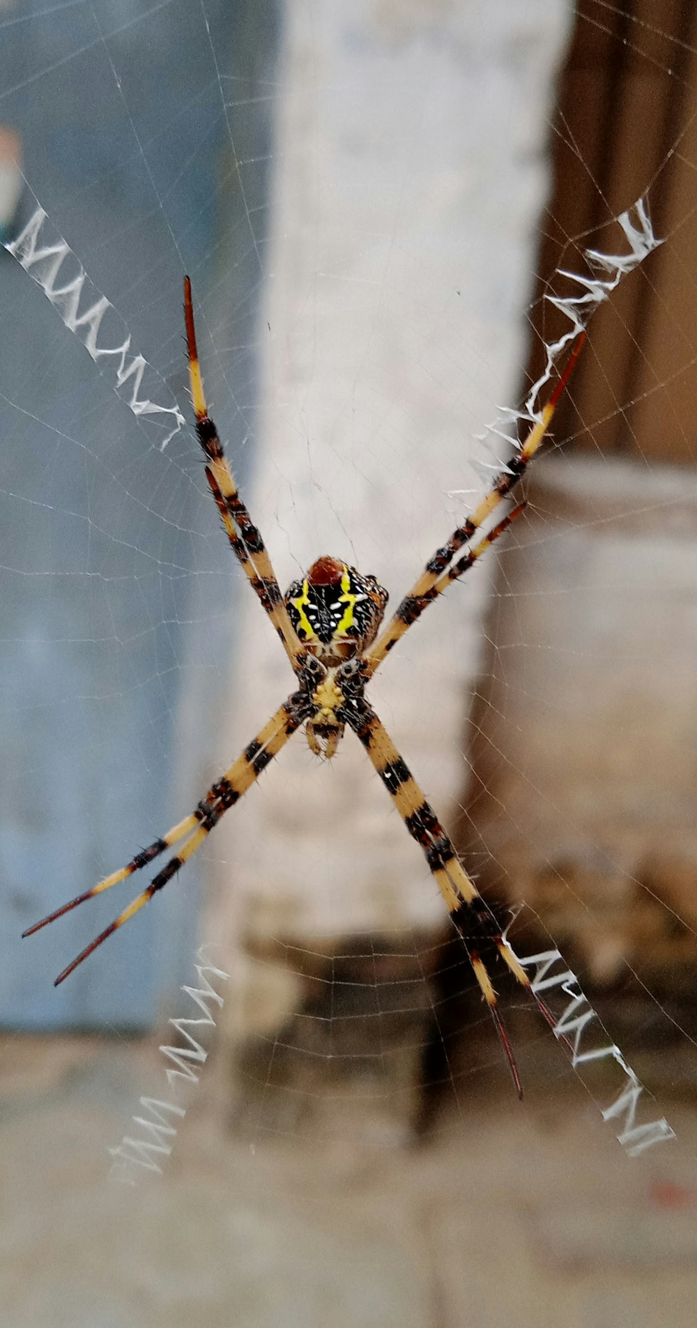 a close up of a spider on its web