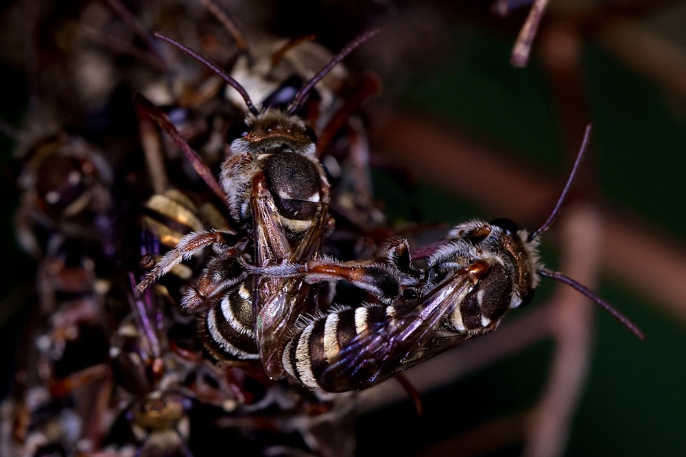 a group of bees sitting on top of each other