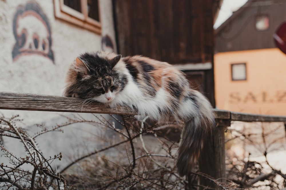 a cat sitting on top of a wooden fence