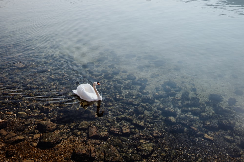 a swan is swimming in the water near the shore