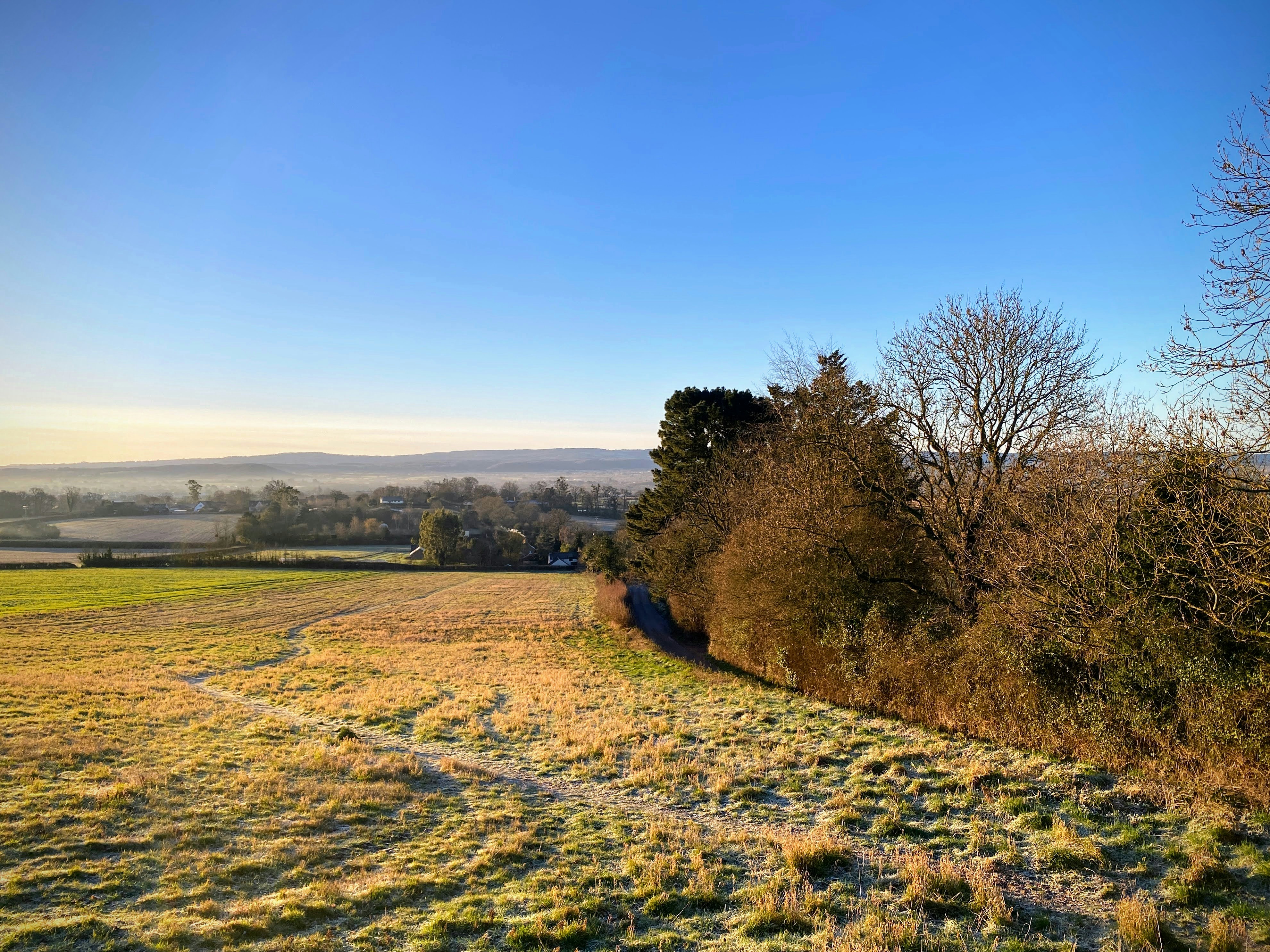 a grassy field with trees and a blue sky