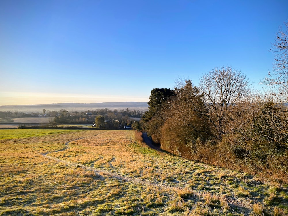 a grassy field with trees and a blue sky