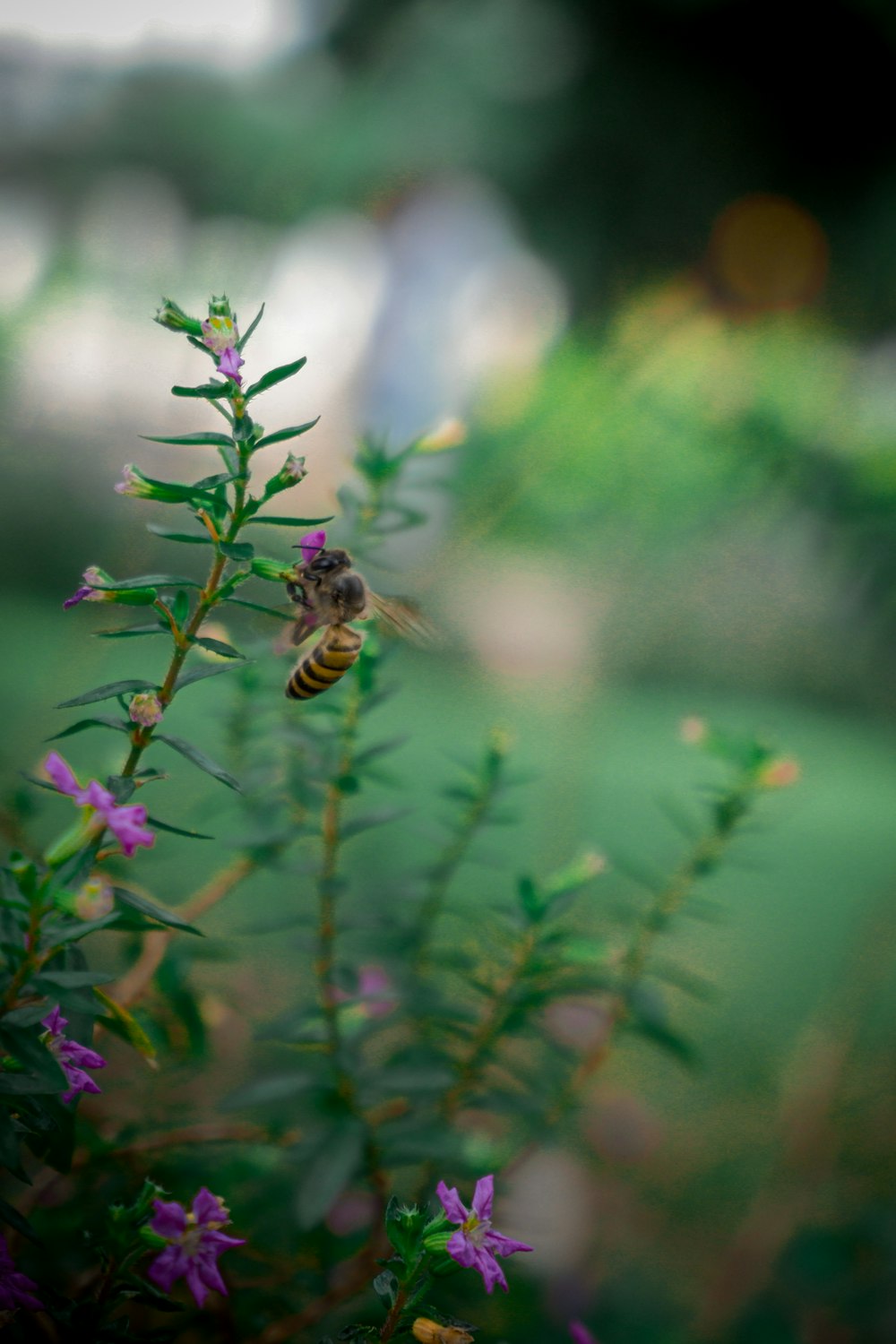 a close up of a flower with a bee on it