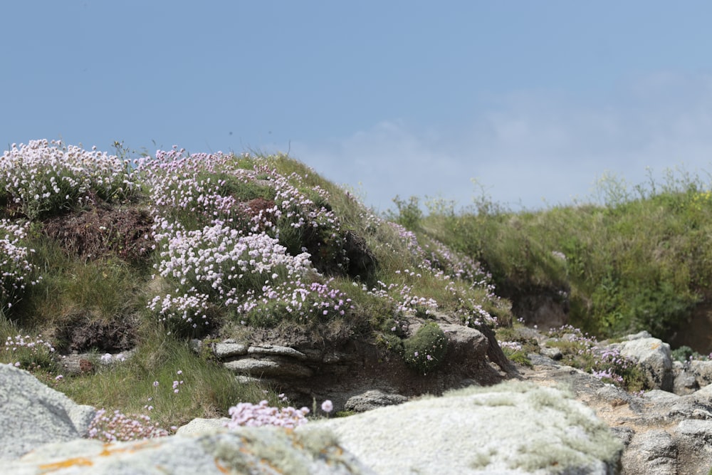 a rocky hillside with flowers growing on it