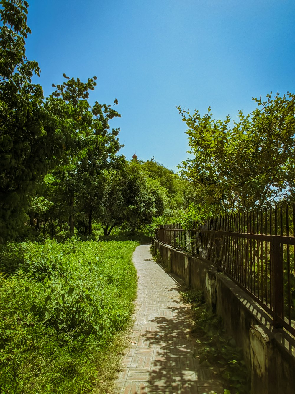 a path in the middle of a lush green park