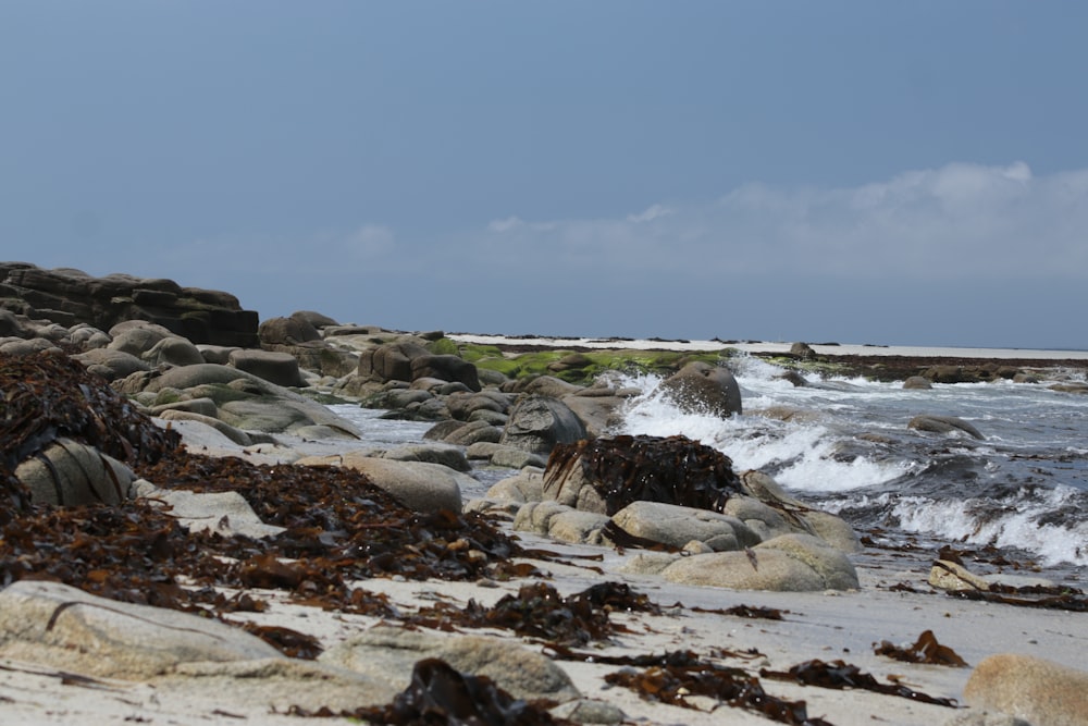 a beach with rocks and seaweed on it