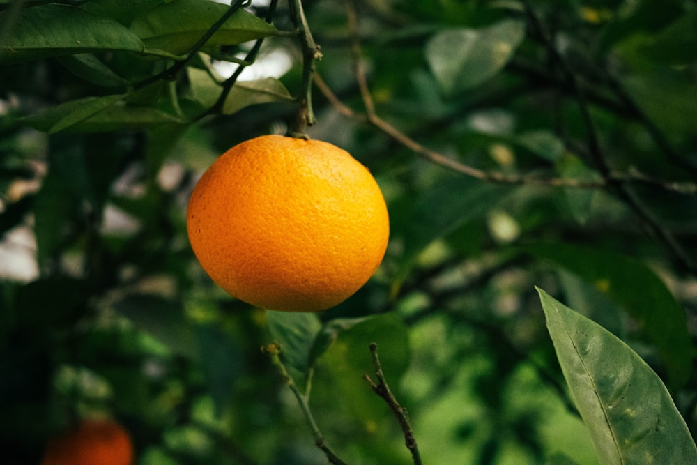 an orange hanging from a tree with leaves