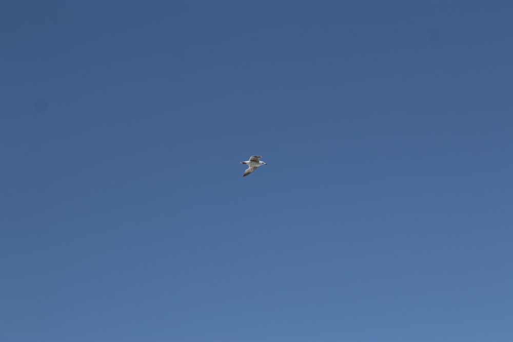 a bird flying high up in the sky