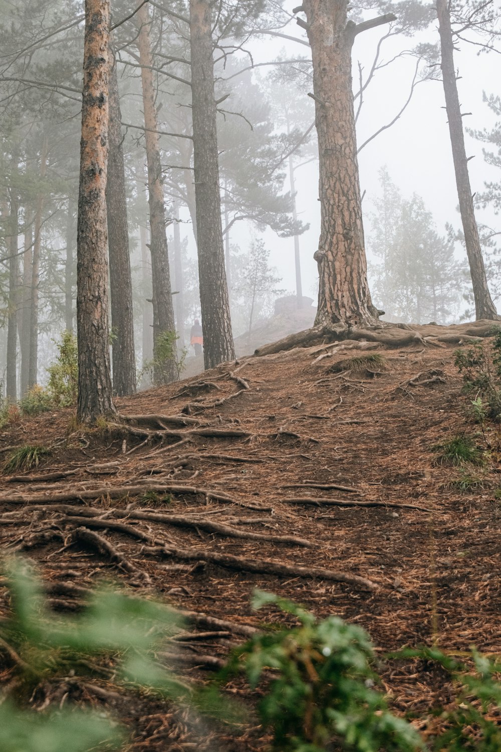 a person riding a bike on a trail in the woods