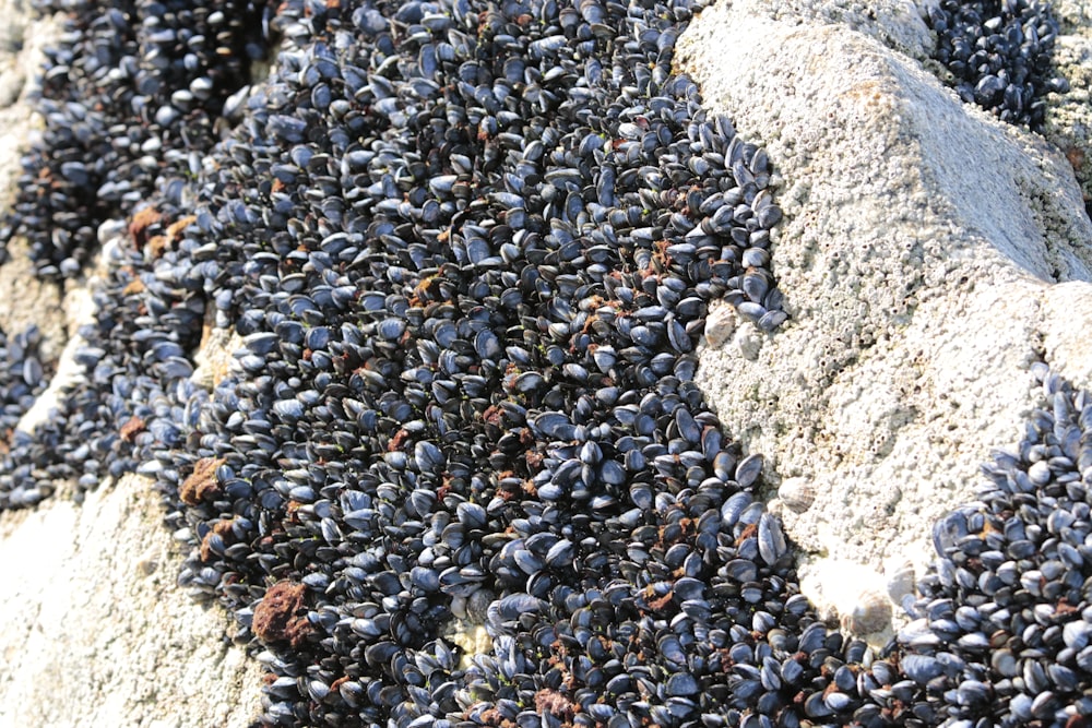 a close up of a bunch of small shells on a rock