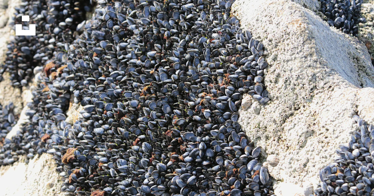Black Shells On Rocks A close up of a bunch of small shells on a rock photo – Free Food Image ...