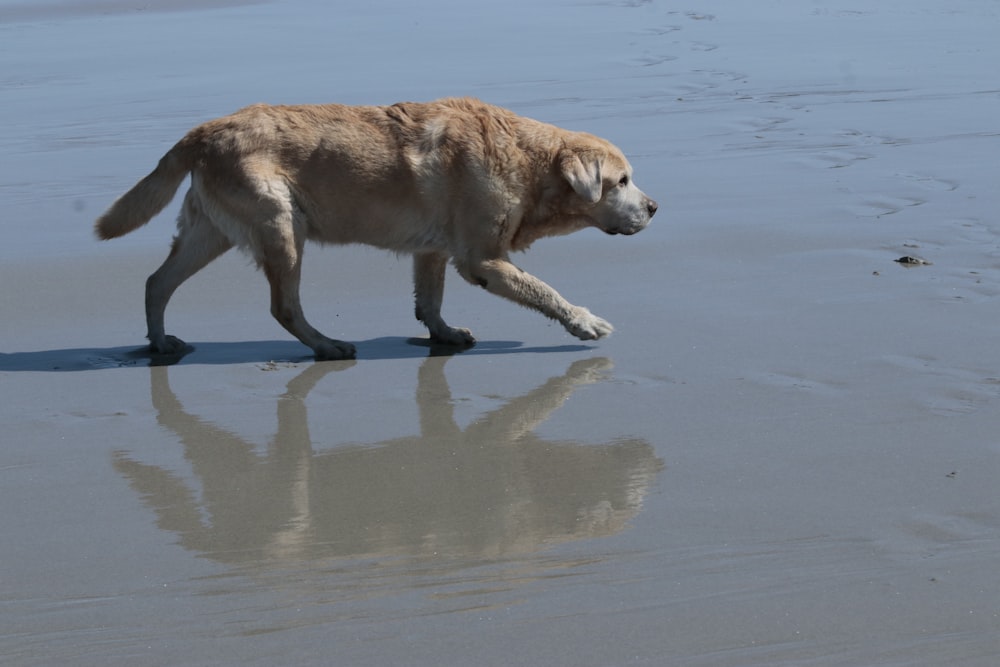 a dog walking on a beach next to the ocean