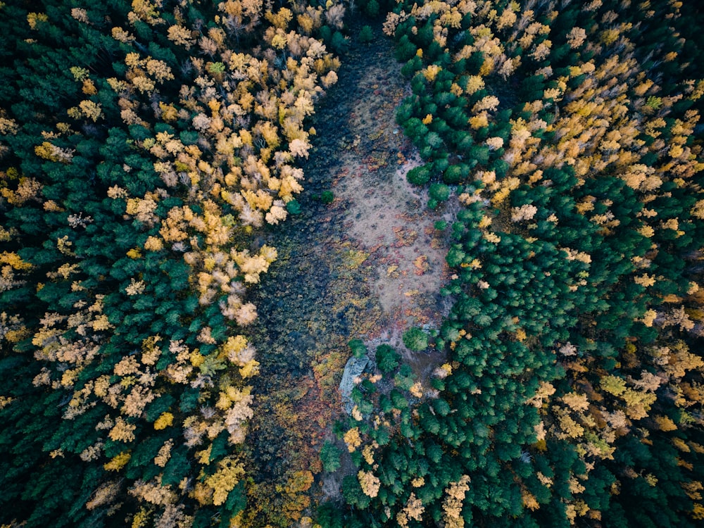 an aerial view of a forest with lots of trees