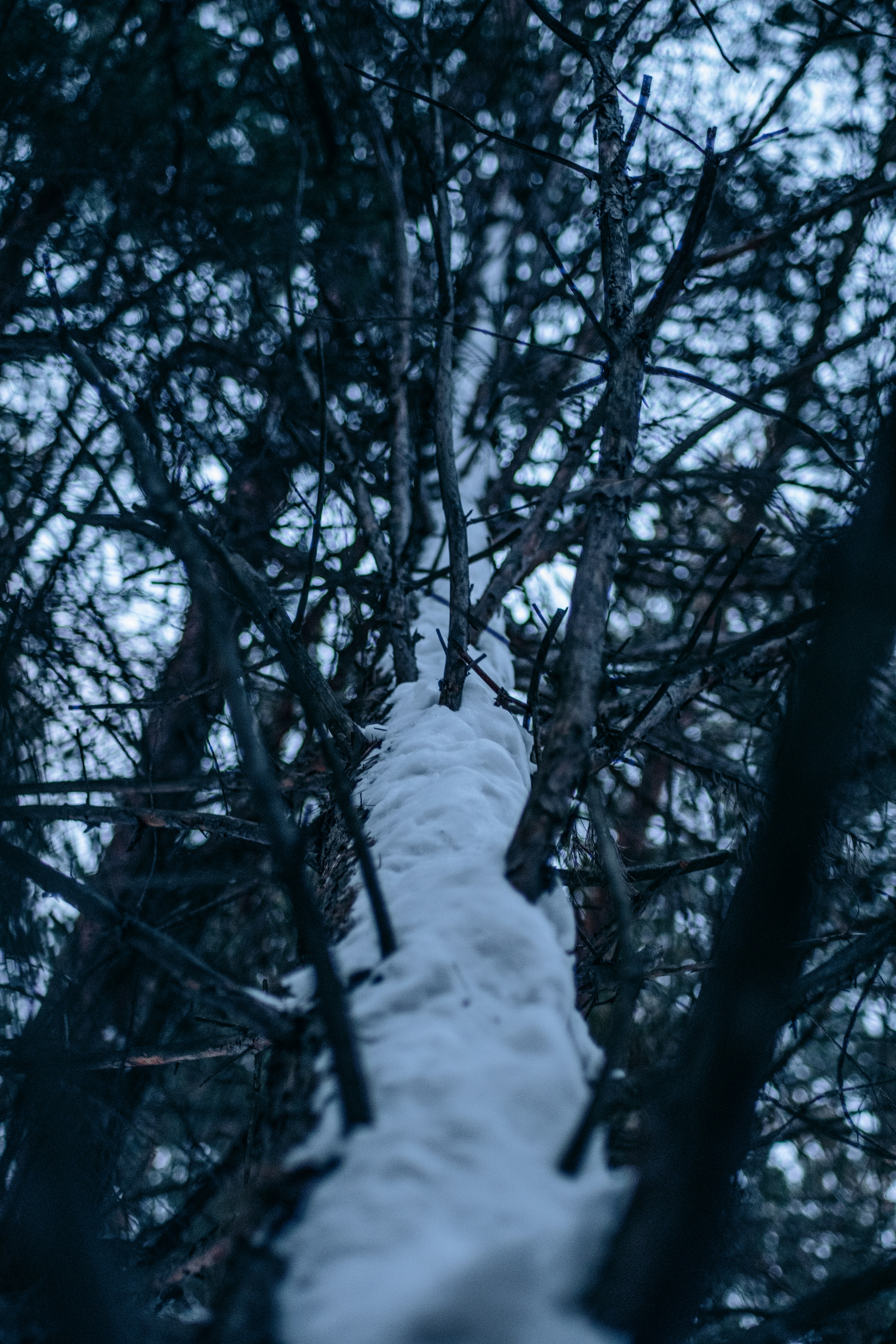 Photo by shirnind