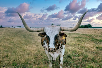 Longhorn cattle on the George Ranch Historical Park, a 20,000- acre working ranch in Fort Bend County, Texas