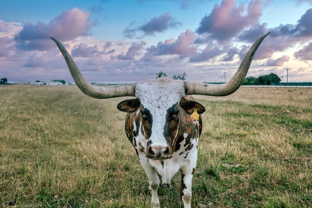 Longhorn cattle on the George Ranch Historical Park, a 20,000- acre working ranch in Fort Bend County, Texas