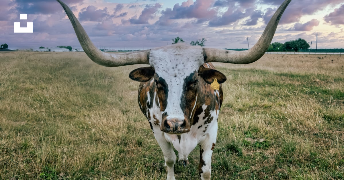 Longhorn cattle on the George Ranch Historical Park, a 20,000- acre ...