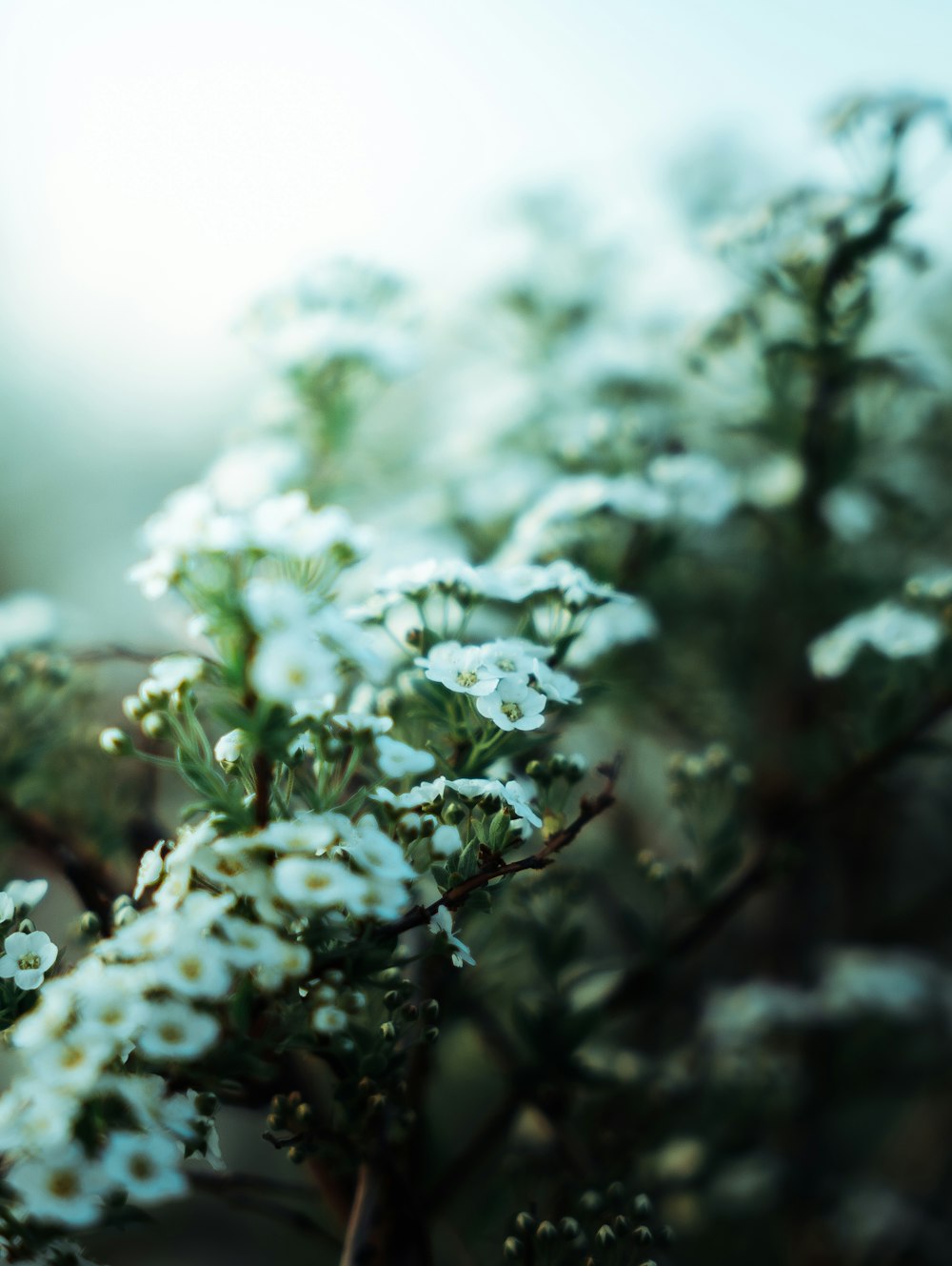 a close up of a plant with white flowers