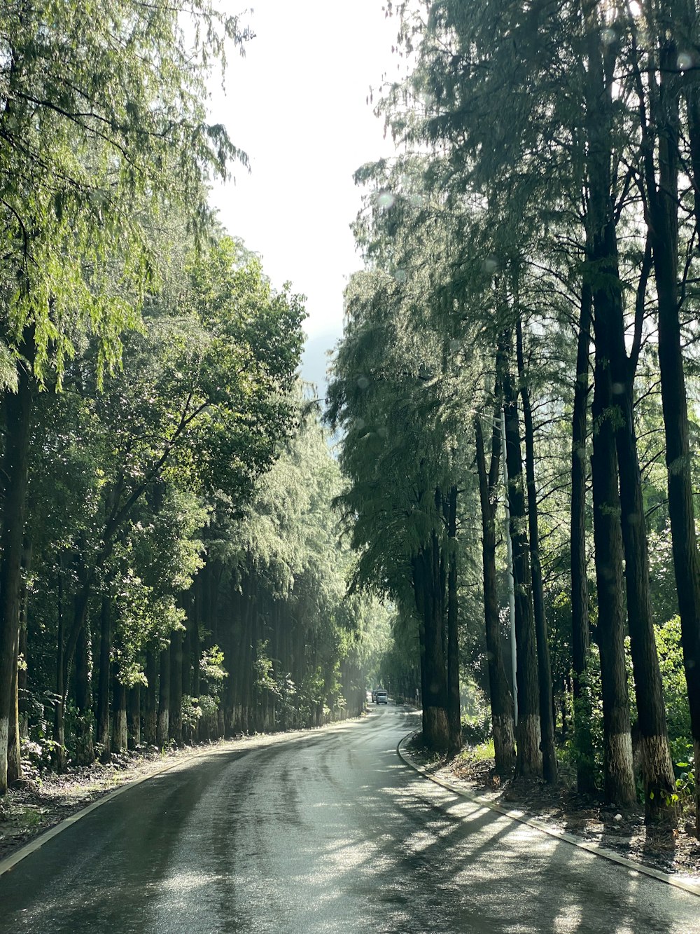 a road surrounded by tall trees with a sky background