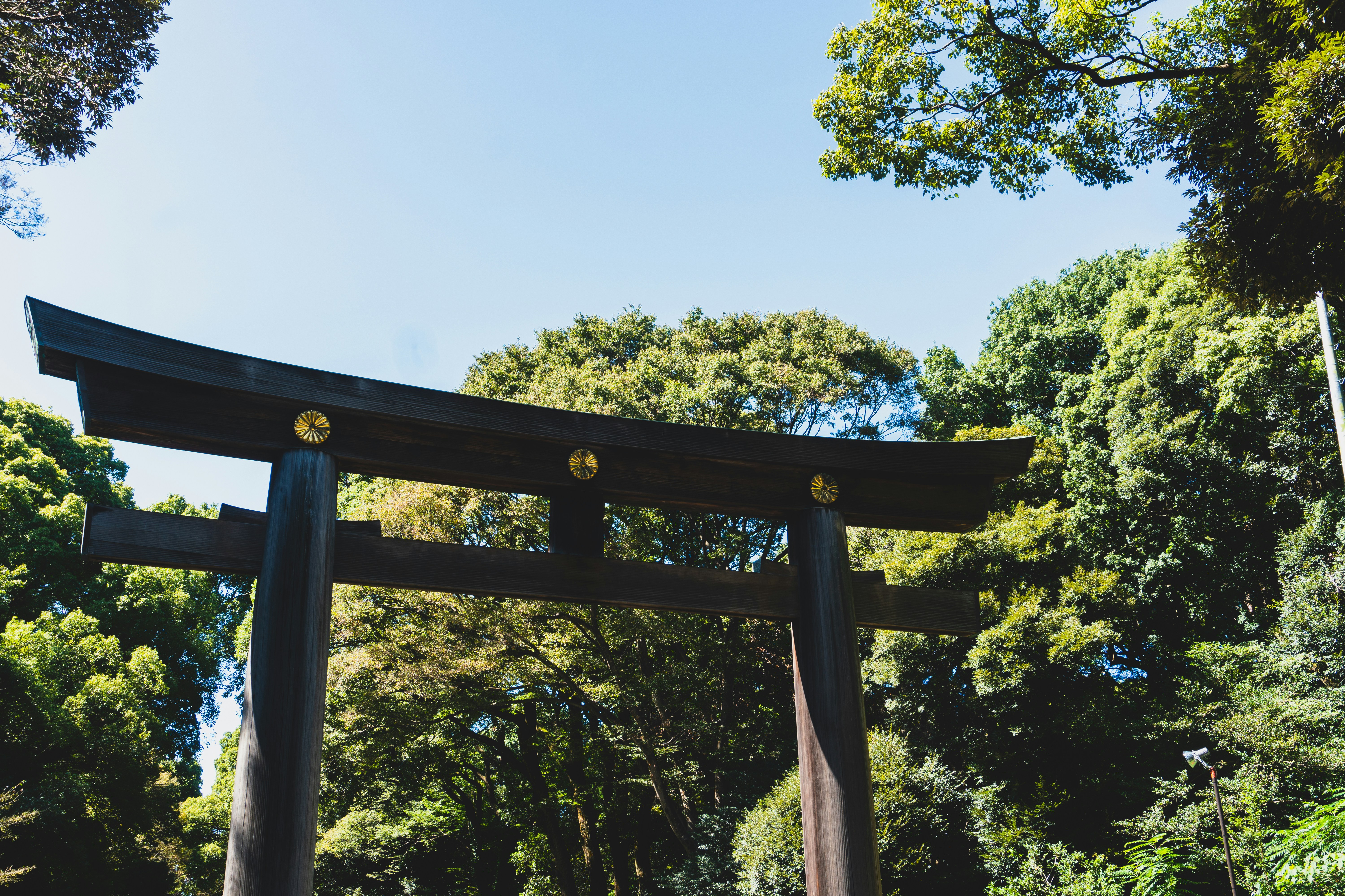 a large wooden gate in front of a forest, 