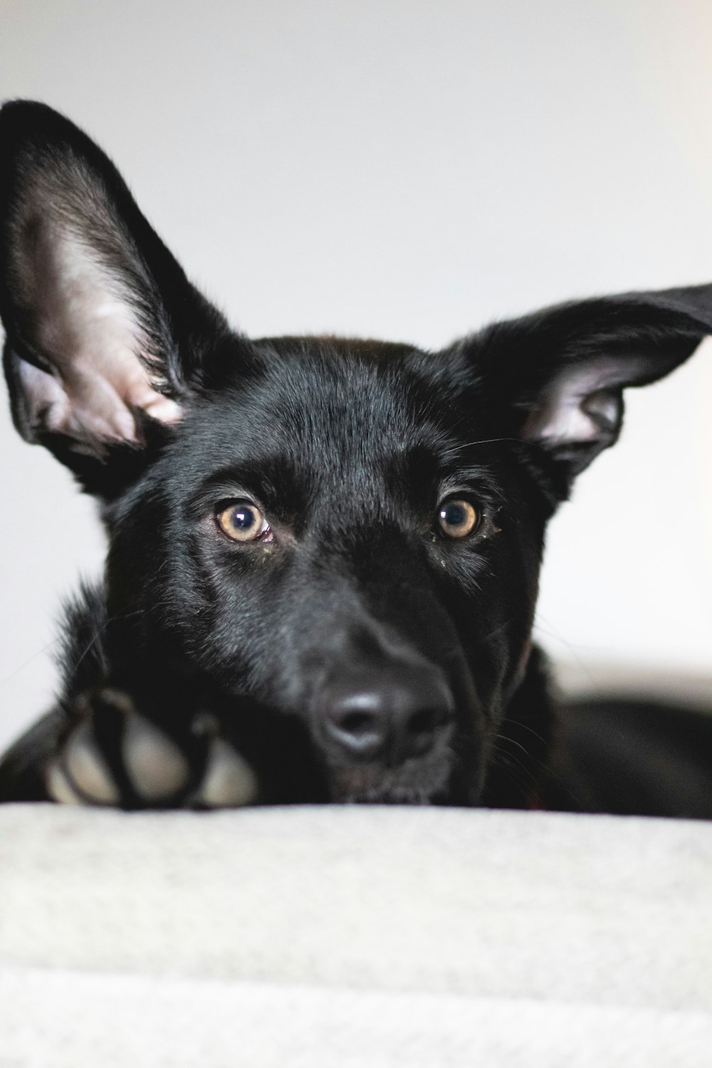 a close up of a dog laying on a bed