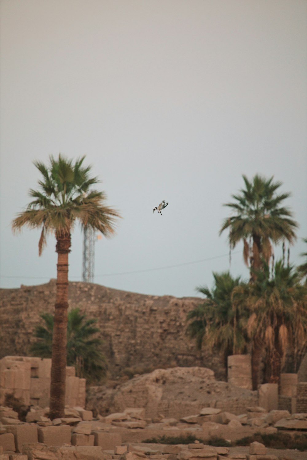 a plane flying over a rocky area with palm trees