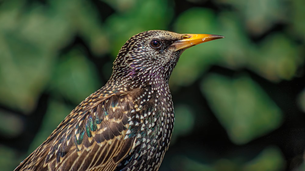 a close up of a bird on a tree branch