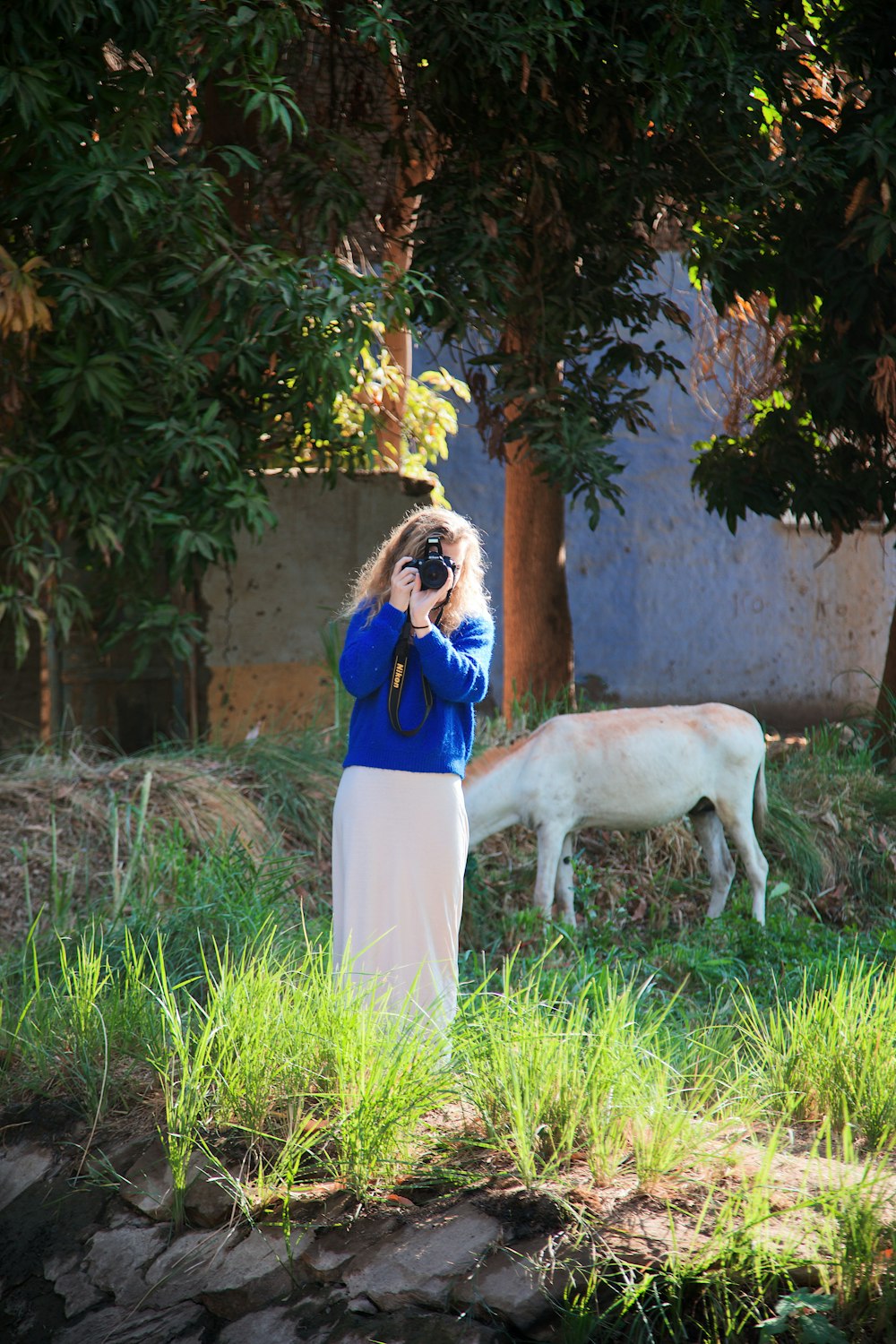 a woman is taking a picture of a cow
