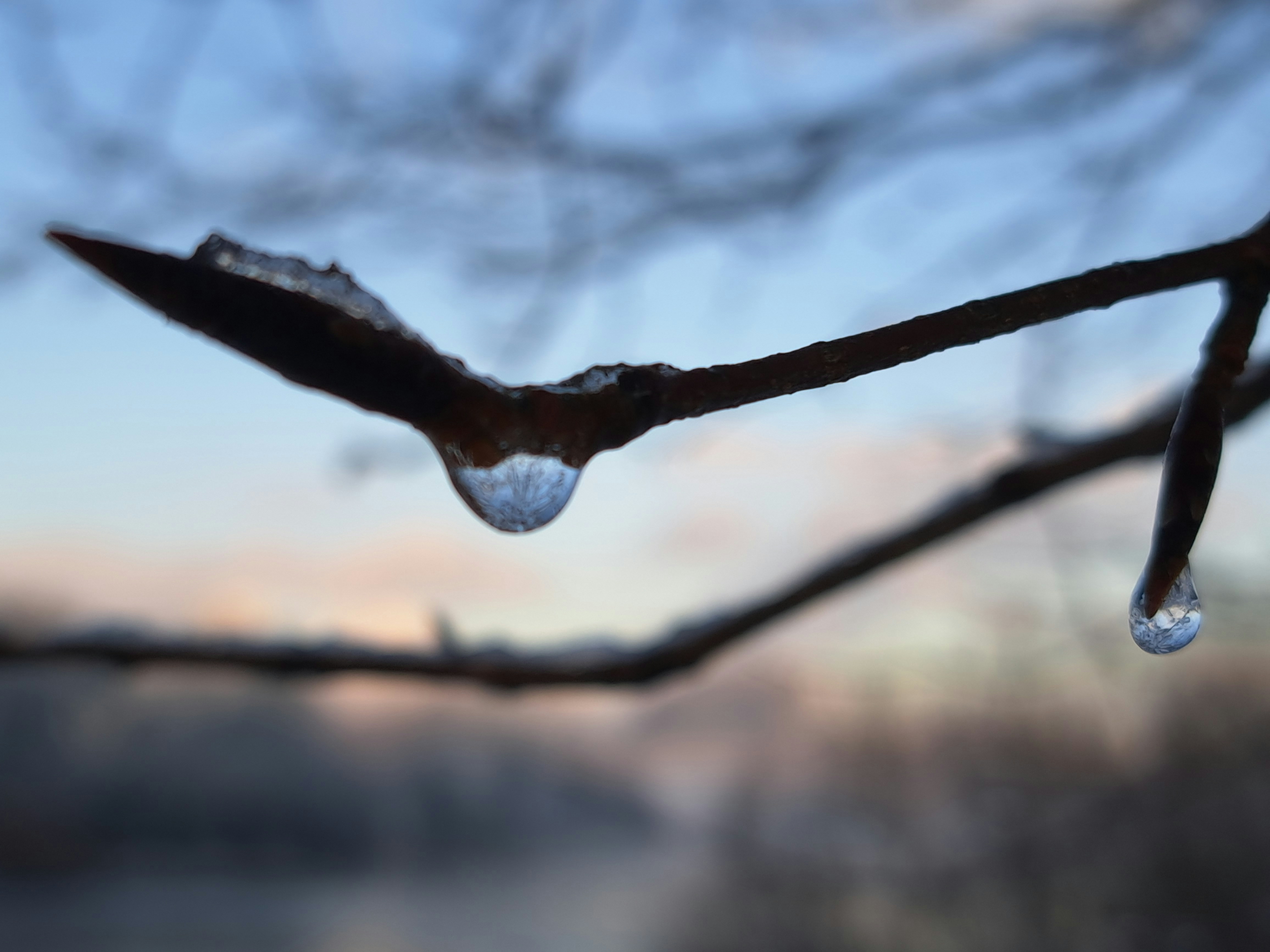 a branch with water drops hanging from it