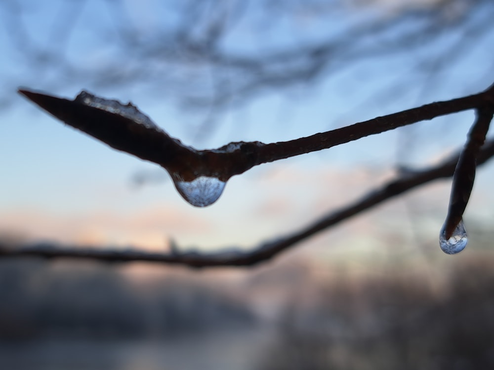a branch with water drops hanging from it