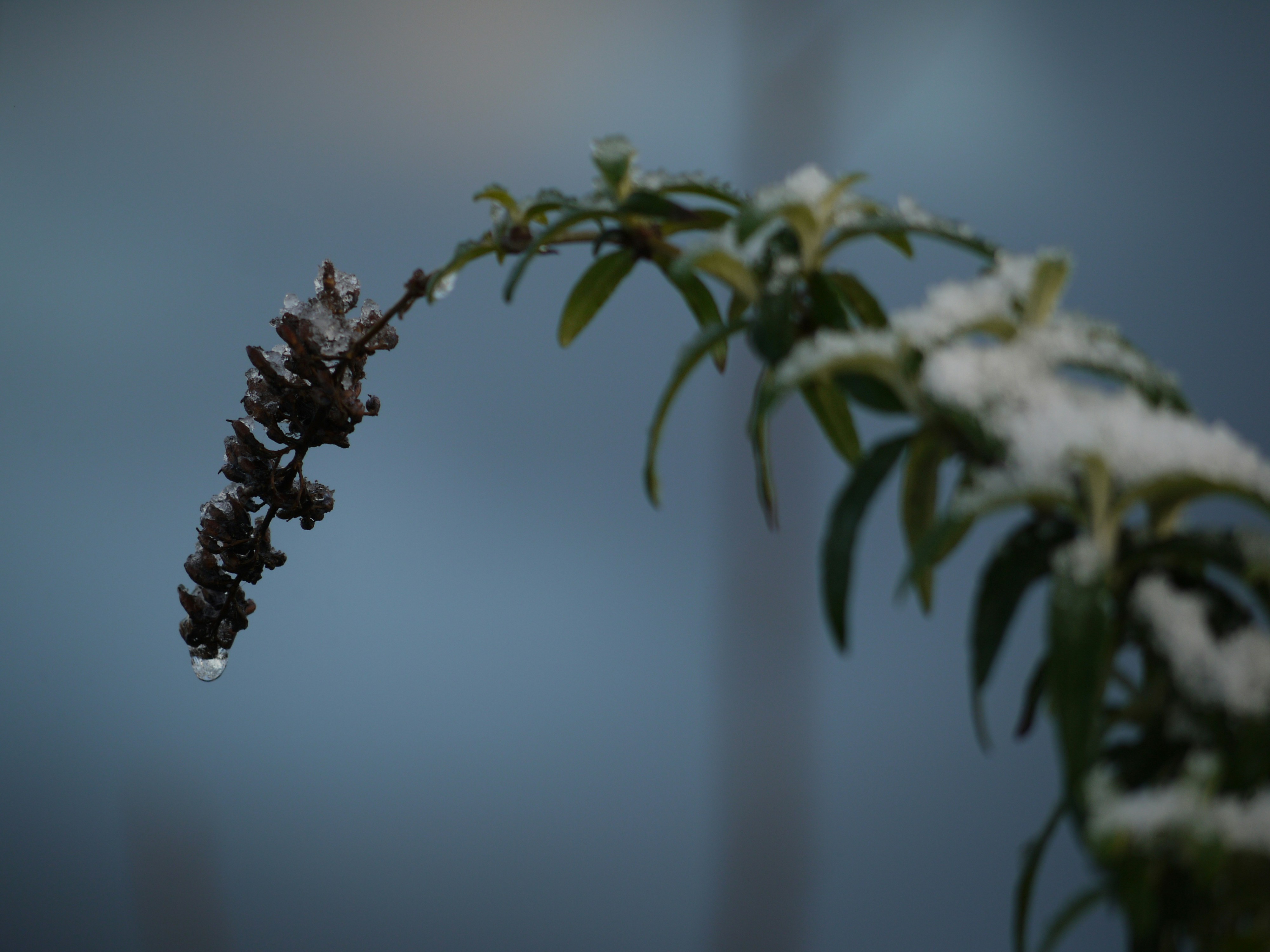 a branch with snow on it with a blue sky in the background