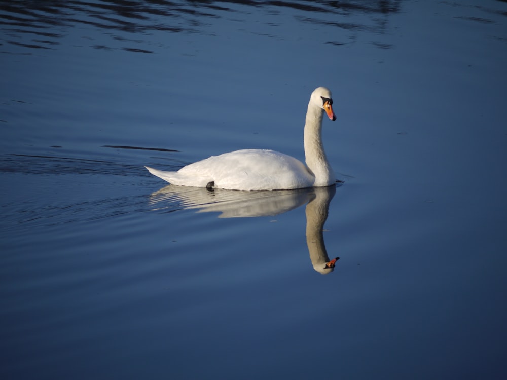 a white swan floating on top of a body of water