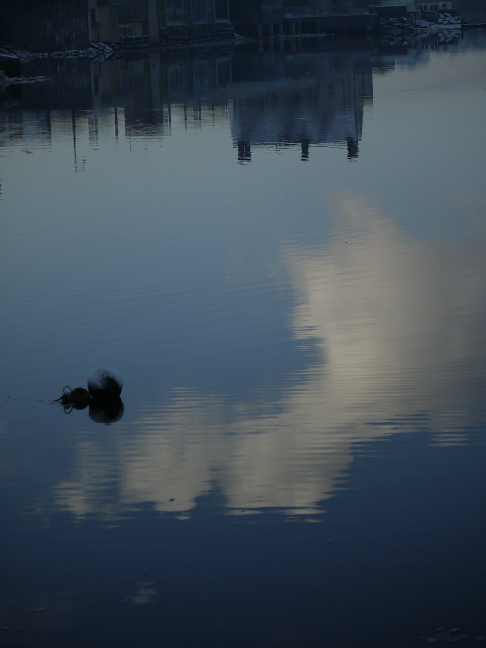 a duck floating on top of a body of water