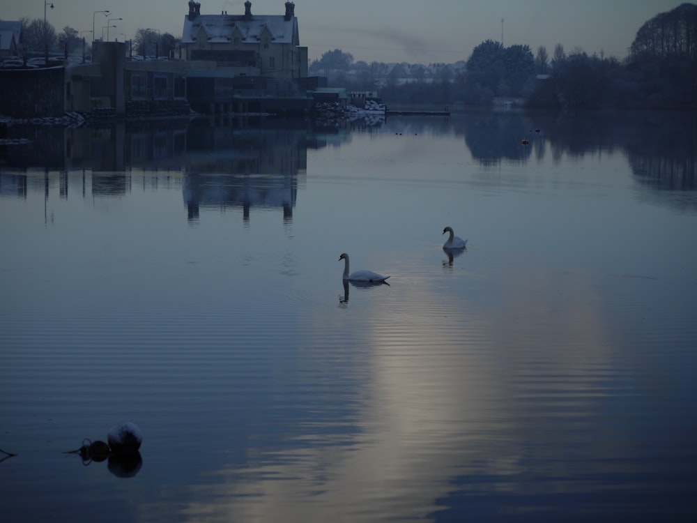 a couple of ducks floating on top of a lake