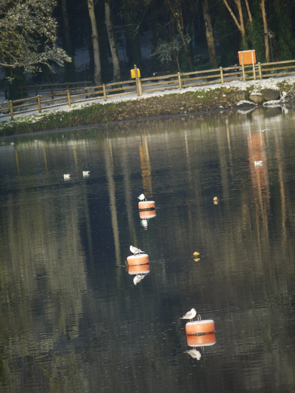 a body of water filled with lots of birds