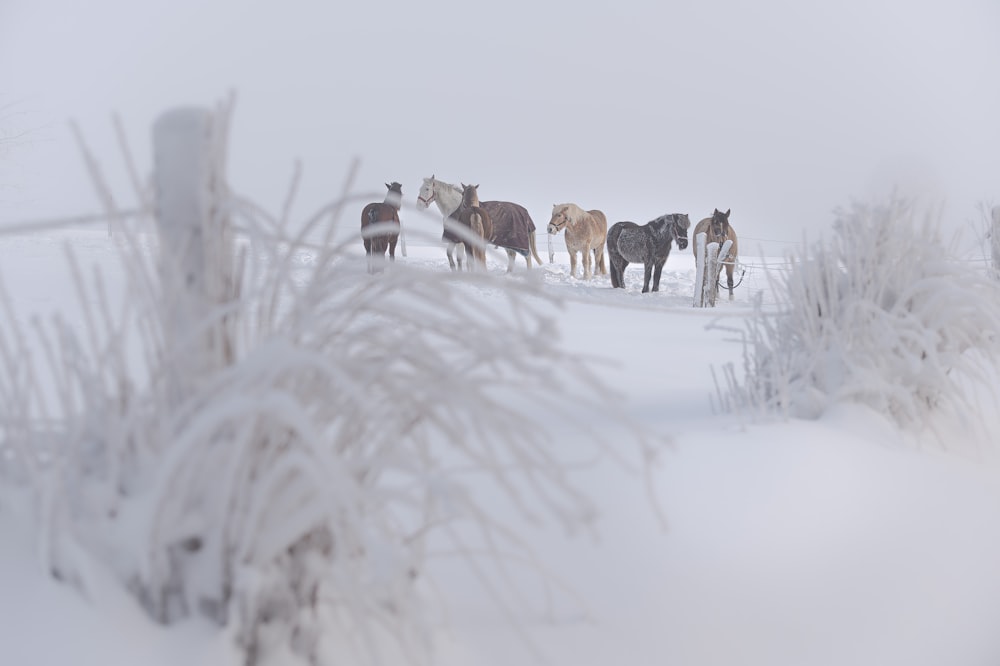 a herd of horses standing on top of a snow covered field