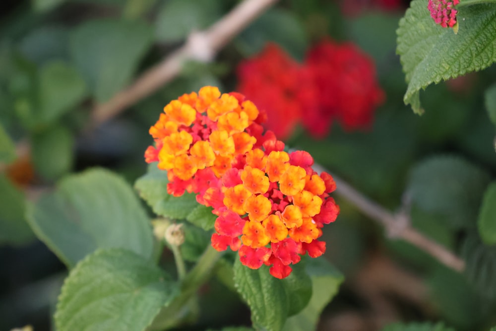 a close up of a small orange and yellow flower