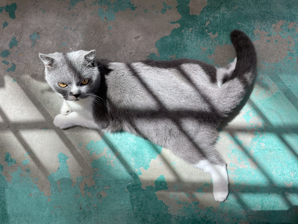 a gray and white cat standing on top of a floor