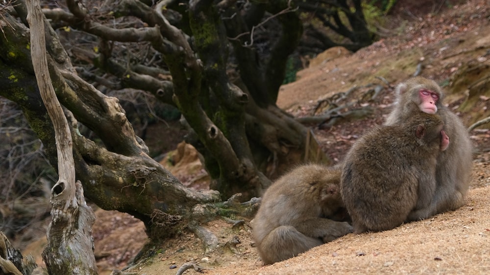 a couple of monkeys sitting on top of a dirt road