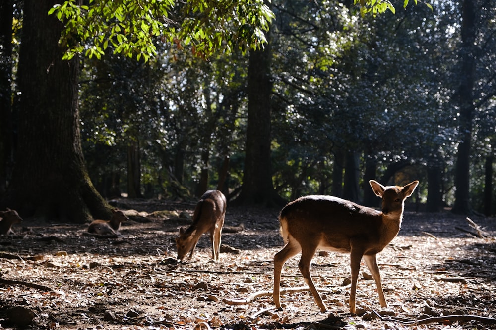 a couple of deer standing on top of a forest floor
