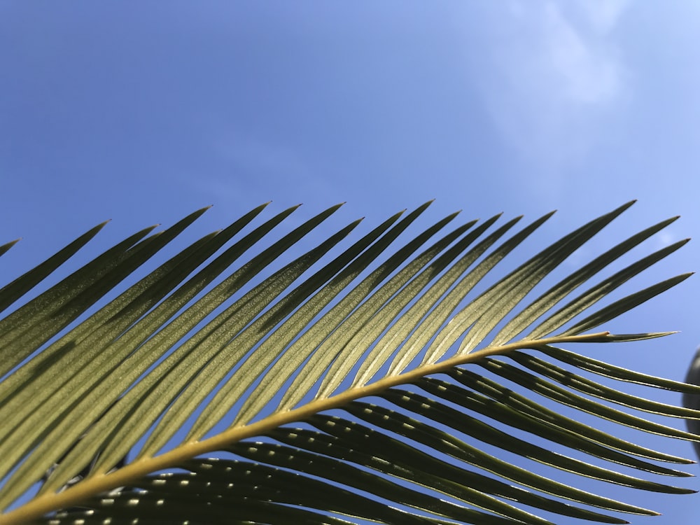 a close up of a palm leaf against a blue sky